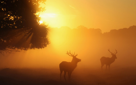 699098 (a): :2560x1600